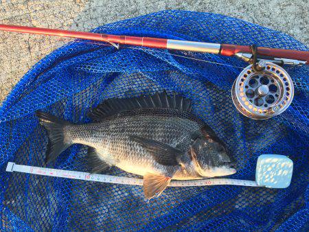 ねばりのチヌ２枚